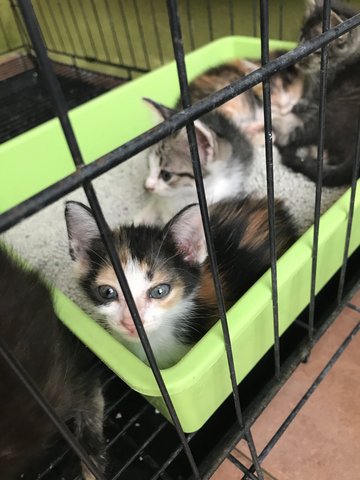 5 Kittens For Forever Home - Domestic Short Hair Cat