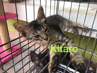 Kitaro-male