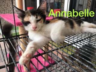 Annabelle-female