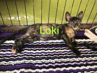 Loki-female