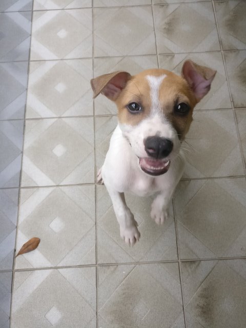 Spotty - Mixed Breed Dog