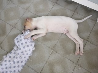 Spotty - Mixed Breed Dog
