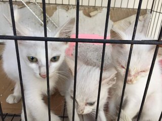 White Kitties For Free Adoption. - Domestic Short Hair Cat