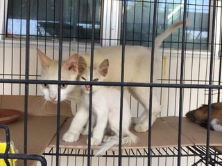 White Kitties For Free Adoption. - Domestic Short Hair Cat