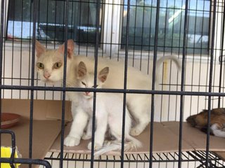 White Kitties For Free Adoption. - Domestic Short Hair Cat