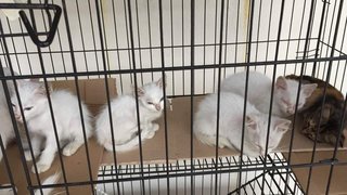 White Kitties For Free Adoption. - Domestic Short Hair Cat