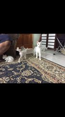 White Kitties For Free Adoption. - Domestic Short Hair Cat