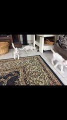 White Kitties For Free Adoption. - Domestic Short Hair Cat