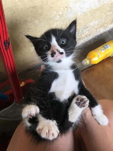 3 Tuxedos - Tuxedo Cat