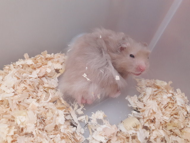 Sugar, Letty And Amel - Syrian / Golden Hamster Hamster