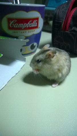 Popcorn - Short Dwarf Hamster Hamster