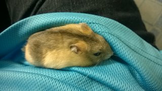 Popcorn - Short Dwarf Hamster Hamster