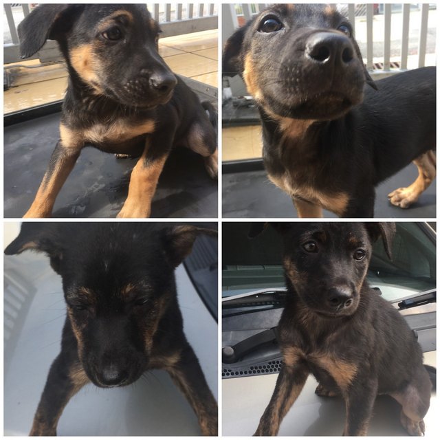 Twinkle, Lucky And Gigi - Rottweiler Mix Dog