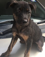 Lucky - Has brindle coat legs, white stripe on body and white under tail.