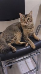 Skylax (Fully Vaccinated)  - Tortoiseshell + Domestic Short Hair Cat