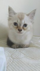 Seal point semi-flat face kitten