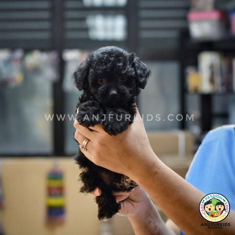 Quality Female Pearlbla2ck Tinytoy Poodle - Poodle Dog