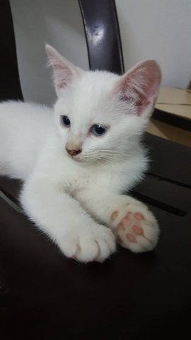 Whitey Blue Eyes Family (3) - Turkish Angora Cat