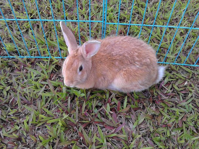 Chen Bb - Bunny Rabbit Rabbit