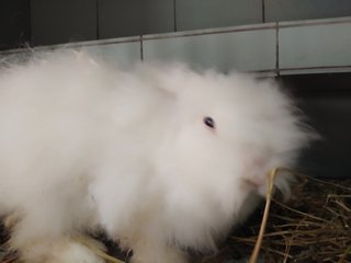 Mr Jingles - New Zealand Rabbit