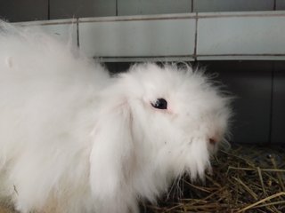 Mr Jingles - New Zealand Rabbit