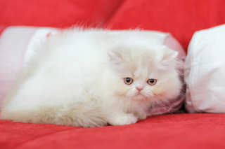 Jon Snow - Persian Cat