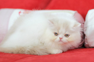 Jon Snow - Persian Cat