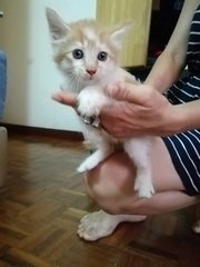 Cute Kittens (4) - Calico + Domestic Short Hair Cat