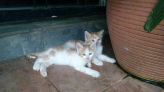 Cute Kittens (4) - Calico + Domestic Short Hair Cat