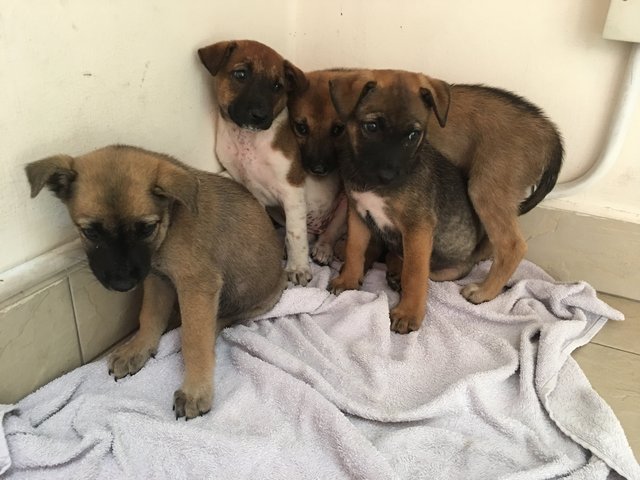 Female Puppies - Mixed Breed Dog