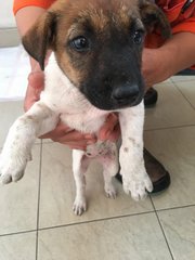 Female Puppies - Mixed Breed Dog