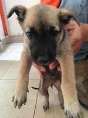 Female Puppies - Mixed Breed Dog