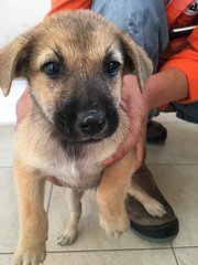 Female Puppies - Mixed Breed Dog