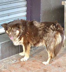 Bliss - Shetland Sheepdog Sheltie + Corgi Dog