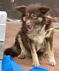 Bliss - Shetland Sheepdog Sheltie + Corgi Dog