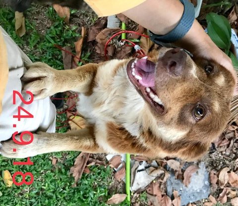 Bliss - Shetland Sheepdog Sheltie + Corgi Dog