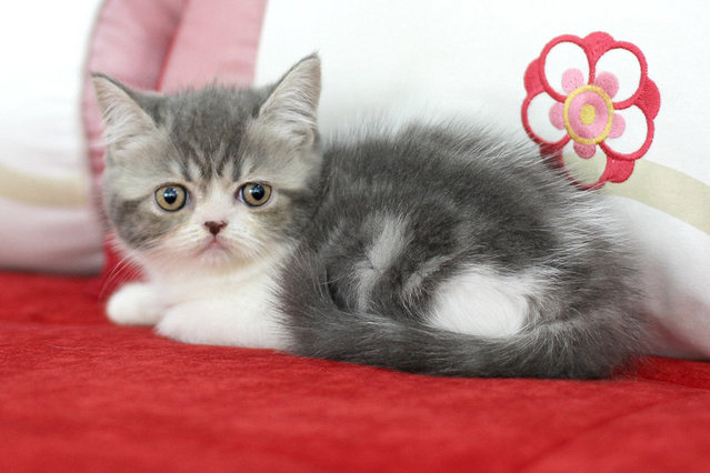 Sephora Anggun - Exotic Shorthair Cat