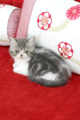 Sephora Anggun - Exotic Shorthair Cat