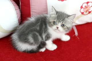 Sephora Anggun - Exotic Shorthair Cat