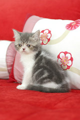 Sephora Anggun - Exotic Shorthair Cat