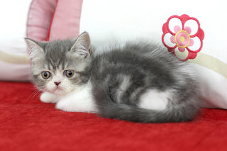 Sephora Anggun - Exotic Shorthair Cat