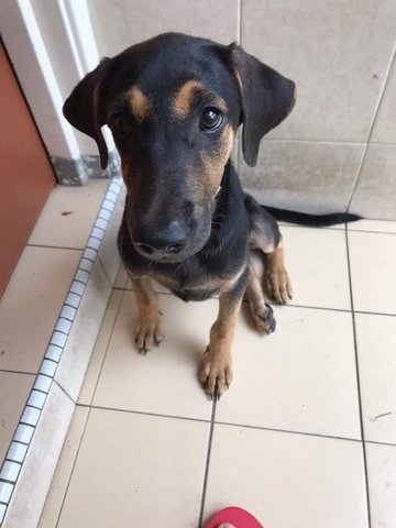 Bunny - Dachshund Mix Dog