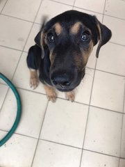 Bunny - Dachshund Mix Dog