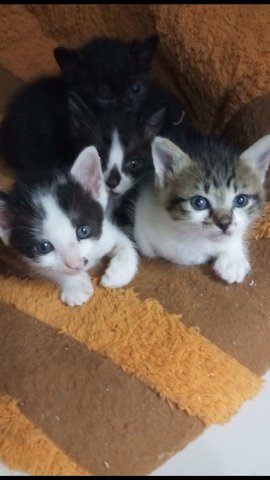 Cutie Pie - American Shorthair Cat