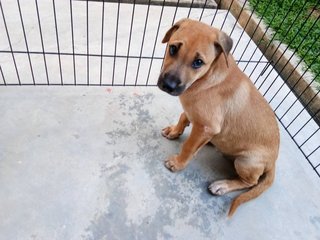 Bolt - Belgian Shepherd Malinois Mix Dog