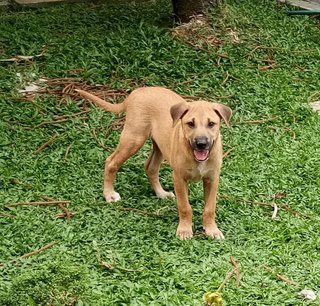 Bolt - Belgian Shepherd Malinois Mix Dog