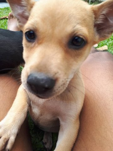 Bubbles And Panther  - Mixed Breed Dog