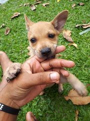 Bubbles And Panther  - Mixed Breed Dog