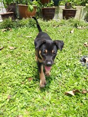 Bubbles And Panther  - Mixed Breed Dog