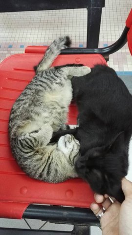 Muma (Black) &amp; Belang (Tabby) - Domestic Short Hair Cat